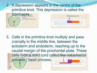 2. A depression appears in the centre of the
primitive knot. This depression is called the
blastopore.
3. Cells in the primitive knot multiply and pass
cranially in the middle line, between the
ectoderm and endoderm, reaching up to the
caudal margin of the prochordal plate. These
cells form a solid cord called the notochordal
process / head process.
 