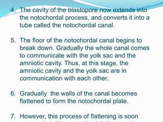 4. The cavity of the blastopore now extends into
the notochordal process, and converts it into a
tube called the notochordal canal.
5. The floor of the notochordal canal begins to
break down. Gradually the whole canal comes
to communicate with the yolk sac and the
amniotic cavity. Thus, at this stage, the
amniotic cavity and the yolk sac are in
communication with each other.
6. Gradually the walls of the canal becomes
flattened to form the notochordal plate.
7. However, this process of flattening is soon
 