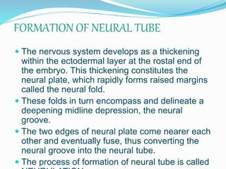 FORMATION OF NEURAL TUBE
 The nervous system develops as a thickening
within the ectodermal layer at the rostal end of
the embryo. This thickening constitutes the
neural plate, which rapidly forms raised margins
called the neural fold.
 These folds in turn encompass and delineate a
deepening midline depression, the neural
groove.
 The two edges of neural plate come nearer each
other and eventually fuse, thus converting the
neural groove into the neural tube.
 The process of formation of neural tube is called
 