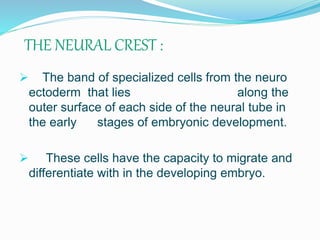 THE NEURAL CREST :
 The band of specialized cells from the neuro
ectoderm that lies along the
outer surface of each side of the neural tube in
the early stages of embryonic development.
 These cells have the capacity to migrate and
differentiate with in the developing embryo.
 