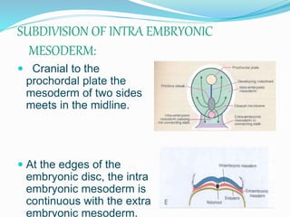 SUBDIVISION OF INTRA EMBRYONIC
MESODERM:
 Cranial to the
prochordal plate the
mesoderm of two sides
meets in the midline.
 At the edges of the
embryonic disc, the intra
embryonic mesoderm is
continuous with the extra
embryonic mesoderm.
 