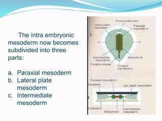 The intra embryonic
mesoderm now becomes
subdivided into three
parts:
a. Paraxial mesoderm
b. Lateral plate
mesoderm
c. Intermediate
mesoderm
 