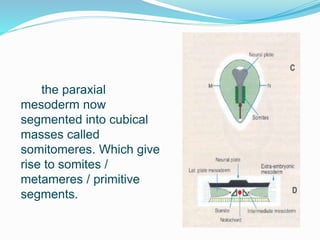 the paraxial
mesoderm now
segmented into cubical
masses called
somitomeres. Which give
rise to somites /
metameres / primitive
segments.
 