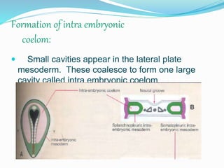 Formation of intra embryonic
coelom:
 Small cavities appear in the lateral plate
mesoderm. These coalesce to form one large
cavity called intra embryonic coelom
 
