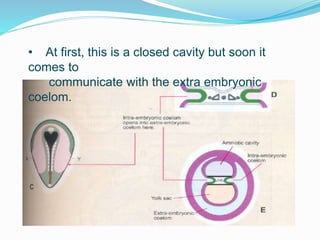 • At first, this is a closed cavity but soon it
comes to
communicate with the extra embryonic
coelom.
 