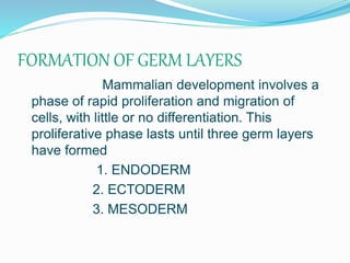 FORMATION OF GERM LAYERS
Mammalian development involves a
phase of rapid proliferation and migration of
cells, with little or no differentiation. This
proliferative phase lasts until three germ layers
have formed
1. ENDODERM
2. ECTODERM
3. MESODERM
 