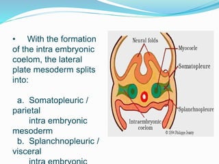 • With the formation
of the intra embryonic
coelom, the lateral
plate mesoderm splits
into:
a. Somatopleuric /
parietal
intra embryonic
mesoderm
b. Splanchnopleuric /
visceral
 