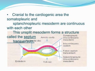 • Cranial to the cardiogenic area the
somatopleuric and
splanchnopleuric mesoderm are continuous
with each other
This unsplit mesoderm forms a structure
called the septum
transversum.
 