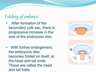 Folding of embryo:
 After formation of the
secondary yolk sac, there is
progressive increase in the
size of the embryonic disc.
 With further enlargement,
the embryonic disc
becomes folded on itself, at
the head and tail ends.
These are called the head
and tail folds.
 