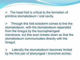  The head fold is critical to the formation of
primitive stomatodeum / oral cavity.
 Through this fold ectoderm comes to line the
stomatodeum, with the stomatodeum seperated
from the foregut by the buccopharngeal
membrane, but this soon breaks down so that the
stomatodeum communicates directly with the
foregut.
 Laterally the stomatodeum becomes limited
by the first pair of pharyngeal / branchial arches.
 