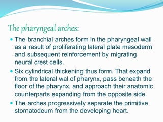 The pharyngeal arches:
 The branchial arches form in the pharyngeal wall
as a result of proliferating lateral plate mesoderm
and subsequent reinforcement by migrating
neural crest cells.
 Six cylindrical thickening thus form. That expand
from the lateral wal of pharynx, pass beneath the
floor of the pharynx, and approach their anatomic
counterparts expanding from the opposite side.
 The arches progressively separate the primitive
stomatodeum from the developing heart.
 