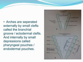 • Arches are seperated
externally by small clefts
called the branchial
groove / ectodermal clefts.
And internally by small
depressions called
pharyngeal pouches /
endodermal pouches.
 