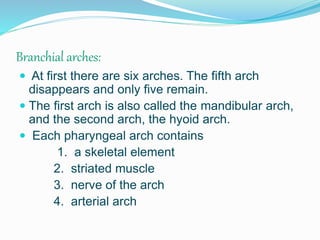 Branchial arches:
 At first there are six arches. The fifth arch
disappears and only five remain.
 The first arch is also called the mandibular arch,
and the second arch, the hyoid arch.
 Each pharyngeal arch contains
1. a skeletal element
2. striated muscle
3. nerve of the arch
4. arterial arch
 