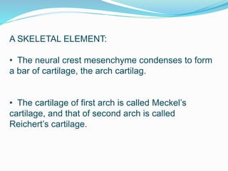 A SKELETAL ELEMENT:
• The neural crest mesenchyme condenses to form
a bar of cartilage, the arch cartilag.
• The cartilage of first arch is called Meckel’s
cartilage, and that of second arch is called
Reichert’s cartilage.
 