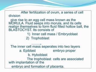 After fertilization of ovum, a series of cell
division
give rise to an egg cell mass known as the
MORULA. Fluid seeps into morula, and its cells
realign themselves to form fluid filled hollow ball, the
BLASTOCYST. Its consists of
1) Inner cell mass / Embryoblast
2) Trophoblast
The inner cell mass seperates into two layers
a. Epiblast embryo proper
b. Hyboblast
The trophoblast cells are associated
with implantation of the
embryo and formation of placenta.
 