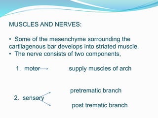 MUSCLES AND NERVES:
• Some of the mesenchyme sorrounding the
cartilagenous bar develops into striated muscle.
• The nerve consists of two components,
1. motor supply muscles of arch
pretrematic branch
2. sensory
post trematic branch
 