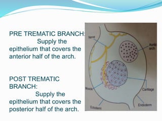 PRE TREMATIC BRANCH:
Supply the
epithelium that covers the
anterior half of the arch.
POST TREMATIC
BRANCH:
Supply the
epithelium that covers the
posterior half of the arch.
 