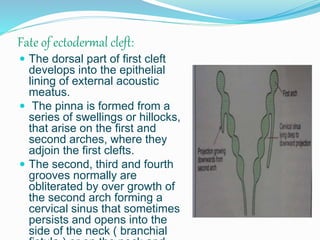 Fate of ectodermal cleft:
 The dorsal part of first cleft
develops into the epithelial
lining of external acoustic
meatus.
 The pinna is formed from a
series of swellings or hillocks,
that arise on the first and
second arches, where they
adjoin the first clefts.
 The second, third and fourth
grooves normally are
obliterated by over growth of
the second arch forming a
cervical sinus that sometimes
persists and opens into the
side of the neck ( branchial
 