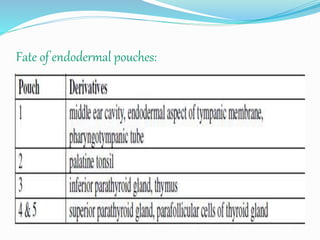 Fate of endodermal pouches:
 