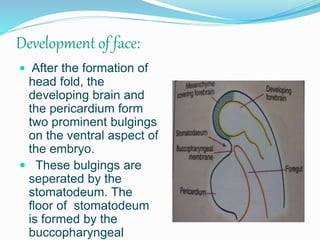Development of face:
 After the formation of
head fold, the
developing brain and
the pericardium form
two prominent bulgings
on the ventral aspect of
the embryo.
 These bulgings are
seperated by the
stomatodeum. The
floor of stomatodeum
is formed by the
buccopharyngeal
 