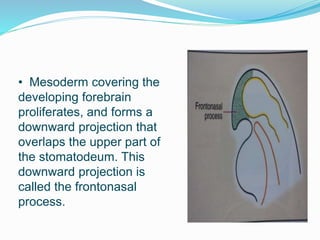 • Mesoderm covering the
developing forebrain
proliferates, and forms a
downward projection that
overlaps the upper part of
the stomatodeum. This
downward projection is
called the frontonasal
process.
 