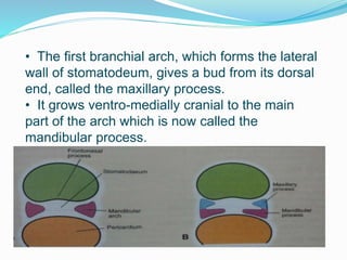 • The first branchial arch, which forms the lateral
wall of stomatodeum, gives a bud from its dorsal
end, called the maxillary process.
• It grows ventro-medially cranial to the main
part of the arch which is now called the
mandibular process.
 