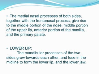 • The medial nasal processes of both sides,
together with the frontonasal process, give rise
to the middle portion of the nose, middle portion
of the upper lip, anterior portion of the maxilla,
and the primary palate.
• LOWER LIP:
The mandibular processes of the two
sides grow towards each other, and fuse in the
midline to form the lower lip, and the lower jaw.
 