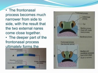 • The frontonasal
process becomes much
narrower from side to
side, with the result that
the two external nares
come close together.
• The deeper part of the
frontonasal process
ultimately forms the
nasal septum.
 