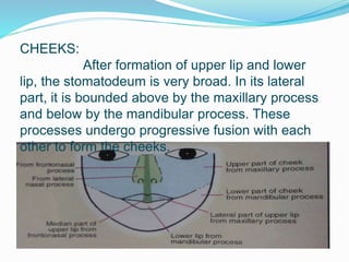 CHEEKS:
After formation of upper lip and lower
lip, the stomatodeum is very broad. In its lateral
part, it is bounded above by the maxillary process
and below by the mandibular process. These
processes undergo progressive fusion with each
other to form the cheeks.
 