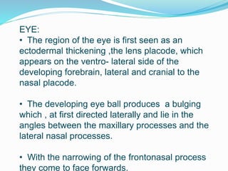 EYE:
• The region of the eye is first seen as an
ectodermal thickening ,the lens placode, which
appears on the ventro- lateral side of the
developing forebrain, lateral and cranial to the
nasal placode.
• The developing eye ball produces a bulging
which , at first directed laterally and lie in the
angles between the maxillary processes and the
lateral nasal processes.
• With the narrowing of the frontonasal process
they come to face forwards.
 