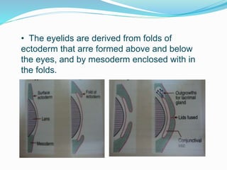 • The eyelids are derived from folds of
ectoderm that arre formed above and below
the eyes, and by mesoderm enclosed with in
the folds.
 