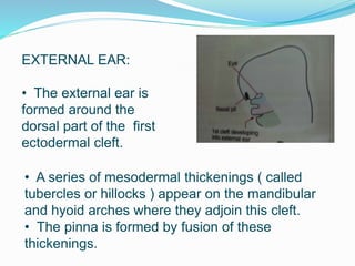 EXTERNAL EAR:
• The external ear is
formed around the
dorsal part of the first
ectodermal cleft.
• A series of mesodermal thickenings ( called
tubercles or hillocks ) appear on the mandibular
and hyoid arches where they adjoin this cleft.
• The pinna is formed by fusion of these
thickenings.
 