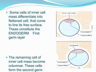  Some cells of inner cell
mass differentiate into
flattened cell, that come
to line its free surface.
These constitute the
ENDODERM First
germ layer
 The remaining cell of
inner cell mass become
columnar. These cells
form the second germ
 