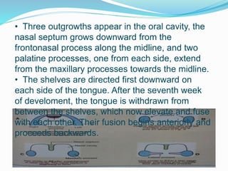 • Three outgrowths appear in the oral cavity, the
nasal septum grows downward from the
frontonasal process along the midline, and two
palatine processes, one from each side, extend
from the maxillary processes towards the midline.
• The shelves are directed first downward on
each side of the tongue. After the seventh week
of develoment, the tongue is withdrawn from
between the shelves, which now elevate and fuse
with each other. Their fusion begins anteriorly and
proceeds backwards.
 