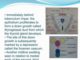 • Immediately behind
tuberculum impar, the
epithelium proliferates to
form a down growth called
thyroglossal duct from which
the thyroid gland develops.
• The site of this down
growth is subsequently
marked by a depression
called the foramen ceacum.
• Another midline swelling
seen in relation to medial
 