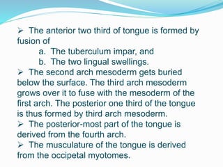  The anterior two third of tongue is formed by
fusion of
a. The tuberculum impar, and
b. The two lingual swellings.
 The second arch mesoderm gets buried
below the surface. The third arch mesoderm
grows over it to fuse with the mesoderm of the
first arch. The posterior one third of the tongue
is thus formed by third arch mesoderm.
 The posterior-most part of the tongue is
derived from the fourth arch.
 The musculature of the tongue is derived
from the occipetal myotomes.
 