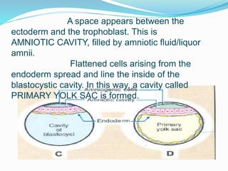 A space appears between the
ectoderm and the trophoblast. This is
AMNIOTIC CAVITY, filled by amniotic fluid/liquor
amnii.
Flattened cells arising from the
endoderm spread and line the inside of the
blastocystic cavity. In this way, a cavity called
PRIMARY YOLK SAC is formed.
 