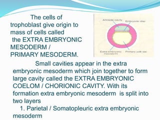 The cells of
trophoblast give origin to
mass of cells called
the EXTRA EMBRYONIC
MESODERM /
PRIMARY MESODERM.
Small cavities appear in the extra
embryonic mesoderm which join together to form
large cavity called the EXTRA EMBRYONIC
COELOM / CHORIONIC CAVITY. With its
formation extra embryonic mesoderm is split into
two layers
1. Parietal / Somatopleuric extra embryonic
mesoderm
 