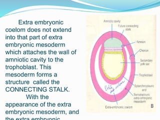 Extra embryonic
coelom does not extend
into that part of extra
embryonic mesoderm
which attaches the wall of
amniotic cavity to the
trophoblast. This
mesoderm forms a
structure called the
CONNECTING STALK.
With the
appearance of the extra
embryonic mesoderm, and
 