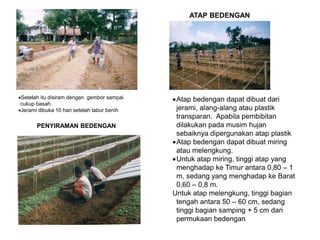 Setelah itu disiram dengan gembor sampai
cukup basah.
Jerami dibuka 10 hari setelah tabur benih
ATAP BEDENGAN
Atap bedengan dapat dibuat dari
jerami, alang-alang atau plastik
transparan. Apabila pembibitan
dilakukan pada musim hujan
sebaiknya dipergunakan atap plastik
Atap bedengan dapat dibuat miring
atau melengkung.
Untuk atap miring, tinggi atap yang
menghadap ke Timur antara 0,80 – 1
m, sedang yang menghadap ke Barat
0,60 – 0,8 m.
Untuk atap melengkung, tinggi bagian
tengah antara 50 – 60 cm, sedang
tinggi bagian samping + 5 cm dari
permukaan bedengan
PENYIRAMAN BEDENGAN
 