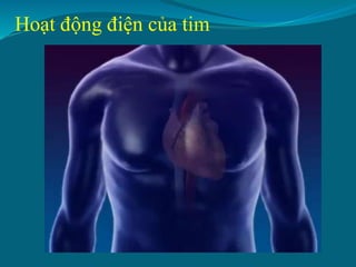 Hoạt động điện của tim
 