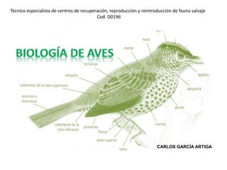 CARLOS GARCÍA ARTIGA
Técnico especialista de centros de recuperación, reproducción y reintroducción de fauna salvaje
Cod. D0196
 