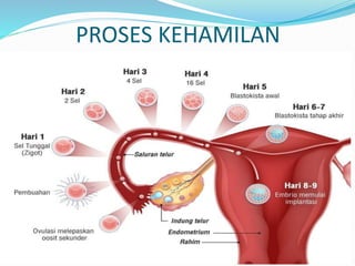 PROSES KEHAMILAN
 