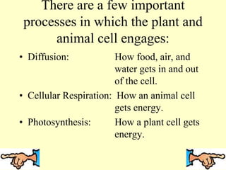There are a few important
processes in which the plant and
animal cell engages:
• Diffusion: How food, air, and
water gets in and out
of the cell.
• Cellular Respiration: How an animal cell
gets energy.
• Photosynthesis: How a plant cell gets
energy.
 