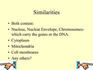 Similarities
• Both contain:
• Nucleus, Nuclear Envelope, Chromosomes-
which carry the genes or the DNA.
• Cytoplasm
• Mitochondria
• Cell membranes
• Any others?
 