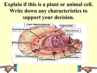 Explain if this is a plant or animal cell.
Write down any characteristics to
support your decision.
 