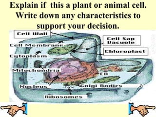 Explain if this a plant or animal cell.
Write down any characteristics to
support your decision.
 