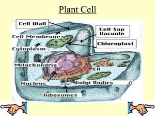 Plant Cell
 