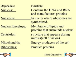 Organelles : Function :
Nucleus: Contains the DNA and RNA
and manufactures proteins
Nucleolus: In nuclei where ribosomes are
synthesized.
Nuclear Envelope: Membrane of lipids and
proteins that surrounds nucleus
Centrioles: structure that appears during
mitosis(cell division)
Mitochondria: Energy producers of the cell
Ribosomes: Produce proteins
More Organelles
 
