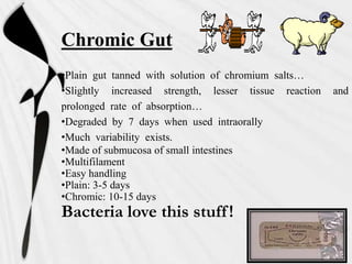 Chromic Gut
•Plain gut tanned with solution of chromium salts…
•Slightly increased strength, lesser tissue reaction and
prolonged rate of absorption…
•Degraded by 7 days when used intraorally
•Much variability exists.
•Made of submucosa of small intestines
•Multifilament
•Easy handling
•Plain: 3-5 days
•Chromic: 10-15 days
Bacteria love this stuff!
 